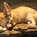 Mes propositions pour une meilleure Algérie