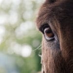 Le foot rend con nos algériens ?